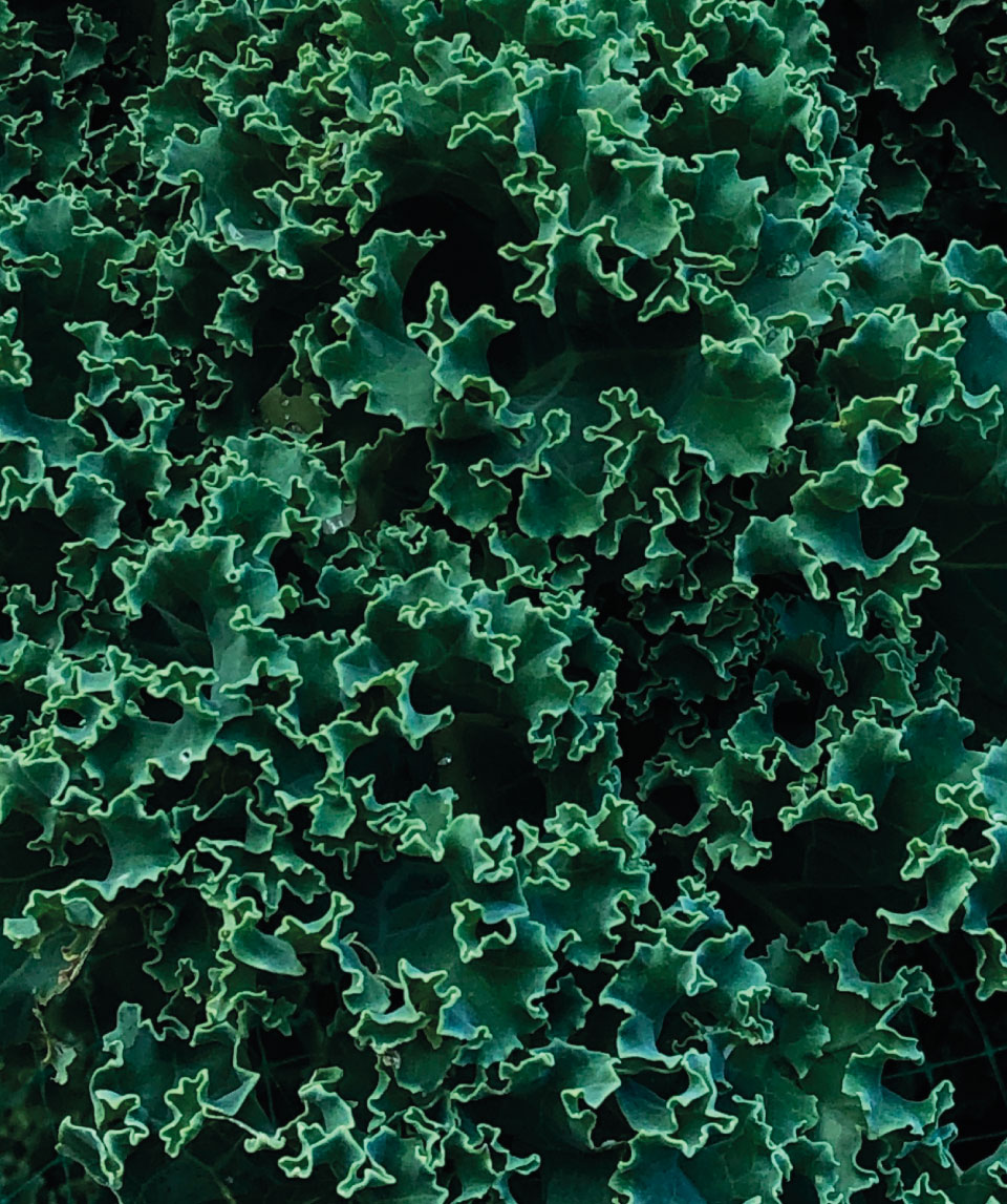 Fresh kale highlighting wholesome, healing foods central to nutritional therapy and supporting vitality and wellness.