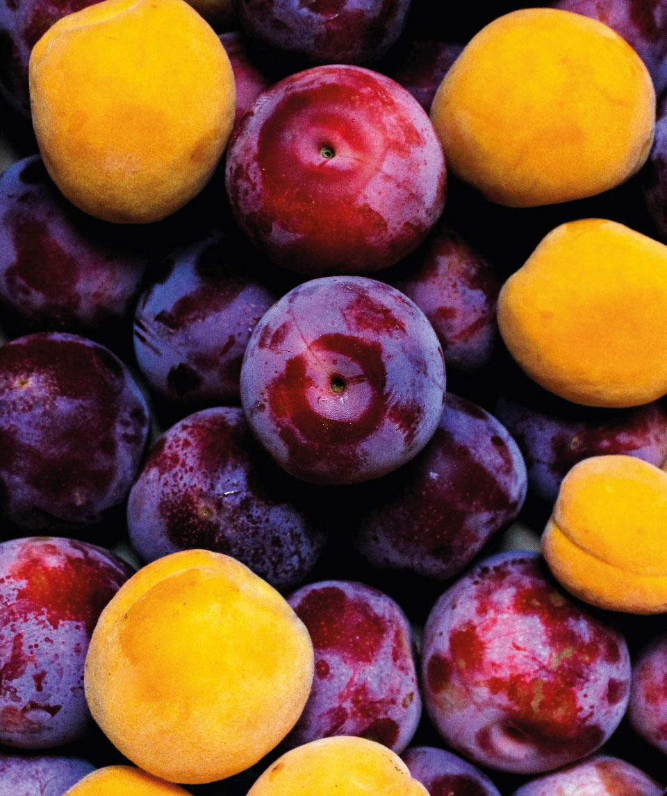 Ripe plums symbolising antioxidant-rich, nourishing foods recommended in nutritional therapy for optimal health.